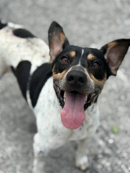 Cooper -  Australian Cattle Dog Blue Heeler Dog for Adoption in Blue Springs, Missouri - Cooper | PetCurious