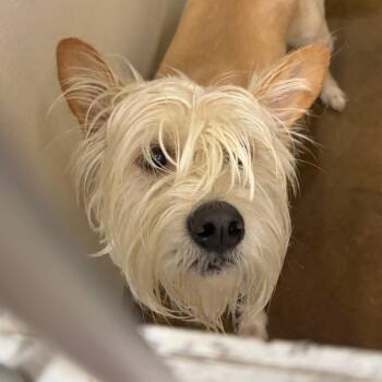 Kiwi -  Terrier Dog for Adoption in Lake Jackson, Texas - Kiwi | PetCurious