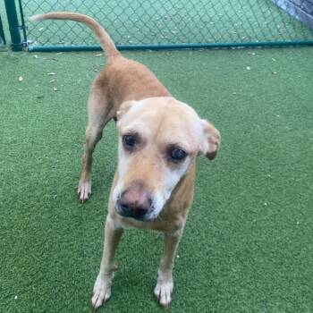 Dorothy 7488 -  Labrador Retriever and Mixed Breed Dog for Adoption in Loxahatchee Groves, Florida - Dorothy 7488 | PetCurious