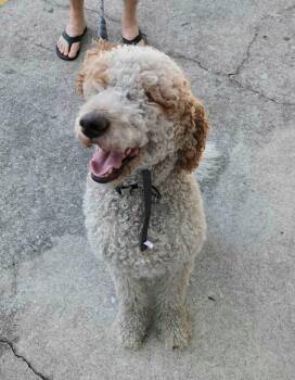 Rescue Poodle and Labrador Retriever Dogs for Adoption in St. Augustine, Florida - Toby | PetCurious