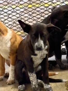 Jupiter -  Australian Cattle Dog Blue Heeler and Labrador Retriever Dog Available for Adoption in Belton, Texas - Jupiter | PetCurious