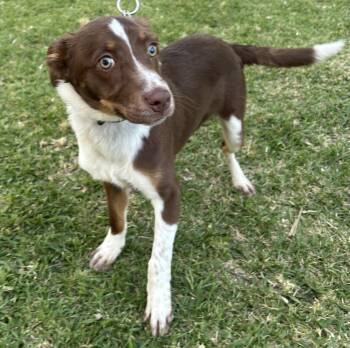 LALO -  Australian Shepherd Dog for Adoption in Bell Gardens, California - LALO | PetCurious