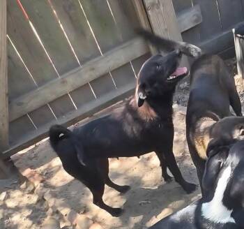 Maya -  Labrador Retriever Dog for Adoption in Silsbee, Texas - Maya | PetCurious