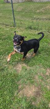 Atlas -  Terrier Dog for Adoption in Shelbyville, Tennessee - Atlas | PetCurious