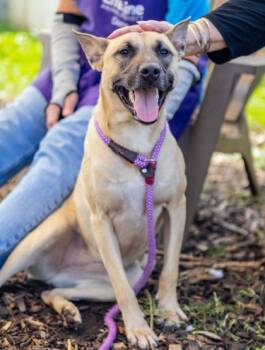 Glossary -  Mixed Breed Dog for Adoption in Chamblee, Georgia - Glossary | PetCurious