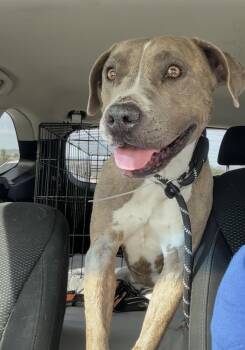 Pit Bull Terrier Dogs Available for Adoption in Roseville, California - Lena | PetCurious