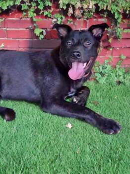 Rescue German Shepherd Dog and Black Labrador Retriever Dogs for Adoption in Byhalia, Mississippi - Oliver | PetCurious