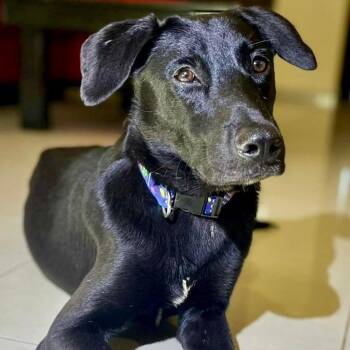 Labrador Retriever Dogs Available for Adoption - Tito | PetCurious