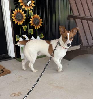 QUINN -  Jack Russell Terrier Dog for Adoption - QUINN | PetCurious