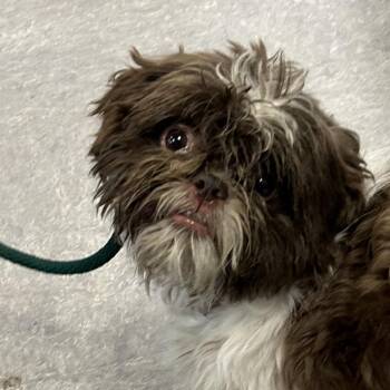 Barnaby -  Shih Tzu Dog for Adoption in West Chester, Pennsylvania - Barnaby | PetCurious