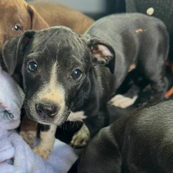 Mixed Breed Dogs Available for Adoption in Columbiana, Alabama - Riot | PetCurious