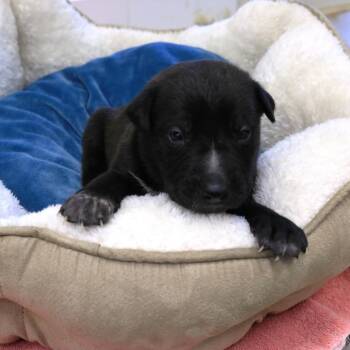 Venom (Zirconium (26-1E-6)) -  Pit Bull Terrier and Mixed Breed Dog for Adoption in Rifle, Colorado - Venom (Zirconium (26-1E-6)) | PetCurious