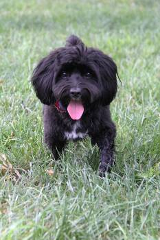 Landon -  Maltese and Poodle Dog for Adoption in Monroe, North Carolina - Landon | PetCurious