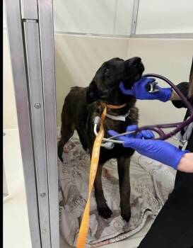 Belgian Shepherd Malinois Dogs Available for Adoption in Imlay City, Michigan - Aurelia - Located In CA | PetCurious