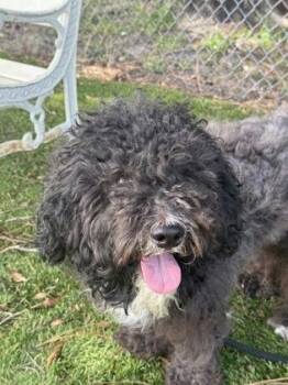 Apple - 1 -  Standard Poodle and Mixed Breed Dog for Adoption in Daytona Beach, Florida - Apple - 1 | PetCurious