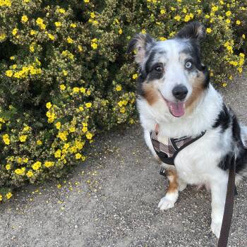 Dublyn -  Australian Shepherd Dog for Adoption in Saskatoon, Saskatchewan - Dublyn | PetCurious