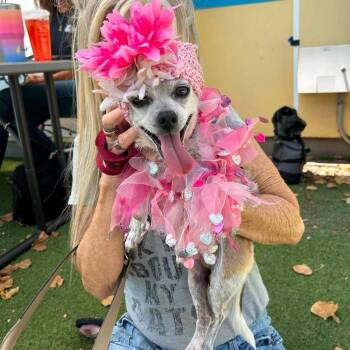 Butterbean -  Chihuahua Dog for Adoption in Apple Valley, California - Butterbean | PetCurious