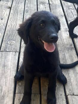 Blue -  Golden Retriever and Flat Coated Retriever Dog for Adoption in West Peoria, Illinois - Blue | PetCurious