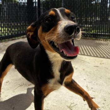 Bronx -  Dachshund and Australian Cattle Dog Blue Heeler Dog for Adoption in Beaumont, Texas - Bronx | PetCurious