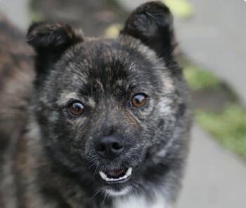 Marble -  Jindo Dog for Adoption in San Ramon, California - Marble | PetCurious