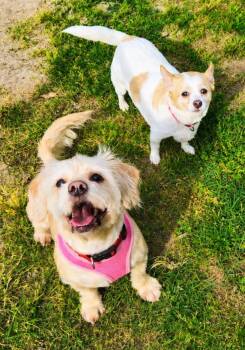 Chihuahua Dogs Available for Adoption - Lil Bit | PetCurious