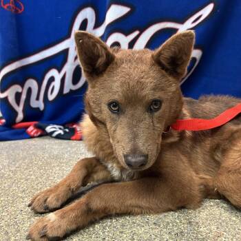 IVHS-A-140438 -  German Shepherd Dog and Chow Chow Dog for Adoption in San Gabriel, California - IVHS-A-140438 | PetCurious