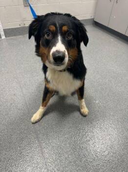 Mixed Breed Dogs Available for Adoption in Sevierville, Tennessee - Sergeant | PetCurious