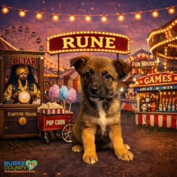 Rune -  Belgian Shepherd Malinois and German Shepherd Dog Dog for Adoption in Morganton, North Carolina - Rune | PetCurious