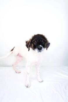 Australian Cattle Dog Blue Heeler Dogs Available for Adoption in Bixby, Oklahoma - Miranda | PetCurious