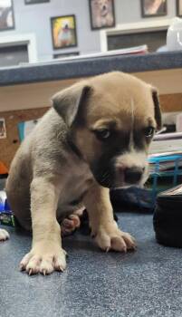Mr. Incredible -  Shepherd and Mixed Breed Dog for Adoption in Brownwood, Texas - Mr. Incredible | PetCurious