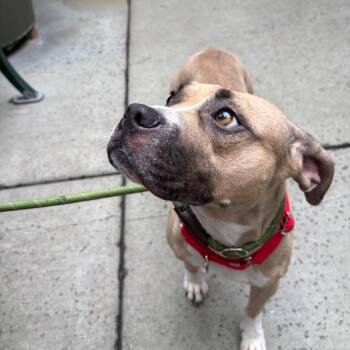 Yzma -  English Bulldog Dog for Adoption in Chicago, Illinois - Yzma | PetCurious