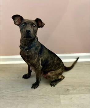 Sadie -  Terrier and Chihuahua Dog for Adoption in Berlin, New Jersey - Sadie | PetCurious