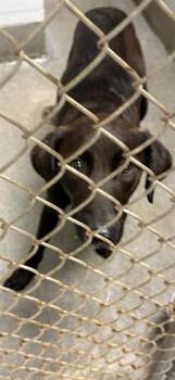 BARKLEY -  Labrador Retriever and German Shepherd Dog Dog for Adoption - BARKLEY | PetCurious
