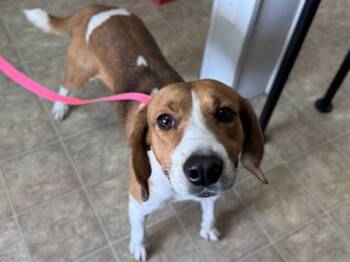 Rescue Hound and Mixed Breed Dogs for Adoption in Raleigh, North Carolina - PEABODY | PetCurious