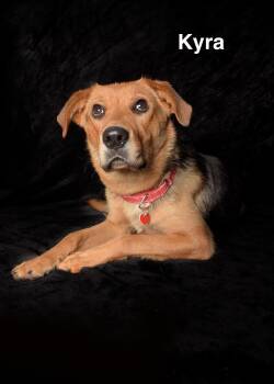 German Shepherd Dog Dogs Available for Adoption in Los Angeles, California - Kyra | PetCurious