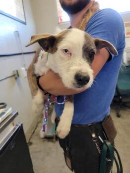 Rescue Parson Russell Terrier and Mixed Breed Dogs for Adoption in Camarillo, California - TIPPER | PetCurious