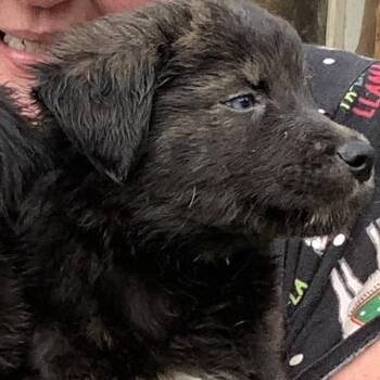 Sky Pup: Pluto -  Husky and Mixed Breed Dog for Adoption in Falls Church, Virginia - Sky Pup: Pluto | PetCurious