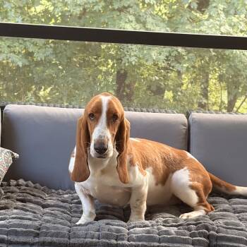 LOLLY -  Basset Hound Dog for Adoption in Fosters, Alabama - LOLLY | PetCurious