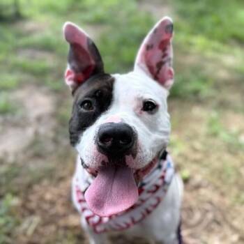 Wishbone Wonder Silly Sweetness -  American Bully and Pit Bull Terrier Dog for Adoption in Friendswood, Texas - Wishbone Wonder Silly Sweetness | PetCurious