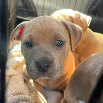 Pit Bull Terrier Dogs Available for Adoption - Breezy | PetCurious