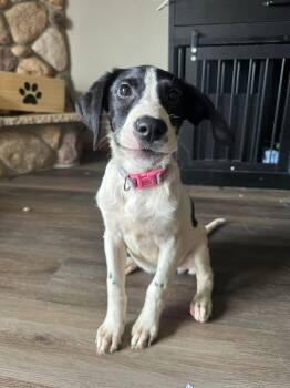 Silvie the Mixed Breed Puppy -  Border Collie and Hound Dog for Adoption in Muskego, Wisconsin - Silvie The Mixed Breed Puppy | PetCurious