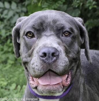 Lucy -  Mastiff and Boxer Dog for Adoption in Nashville, Tennessee - Lucy | PetCurious