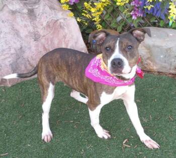 Pit Bull Terrier and Mixed Breed Dogs Available for Adoption - SASHA | PetCurious