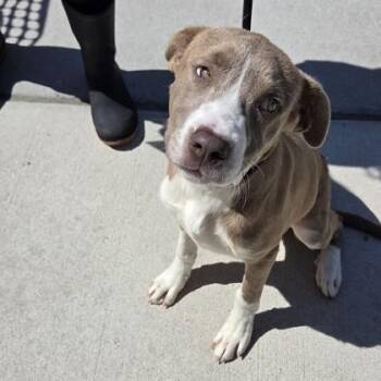 Raya -  Mixed Breed Dog Available for Adoption in Voorhees Township, New Jersey - Raya | PetCurious