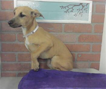 A2082382 -  German Shepherd Dog and Mixed Breed Dog for Adoption in Houston, Texas - A2082382 | PetCurious