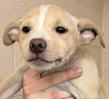 Labrador Retriever and Terrier Dogs Available for Adoption - MABELINE | PetCurious