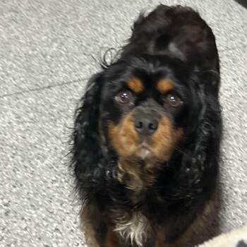 Cody. -  Cavalier King Charles Spaniel Dog Available for Adoption in Antwerp, Ohio - Cody. | PetCurious