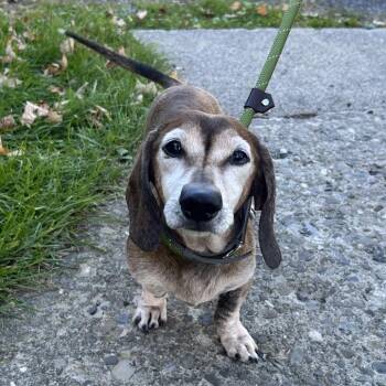 Toby -  Wirehaired Dachshund Dog for Adoption in Middletown, New York - Toby | PetCurious