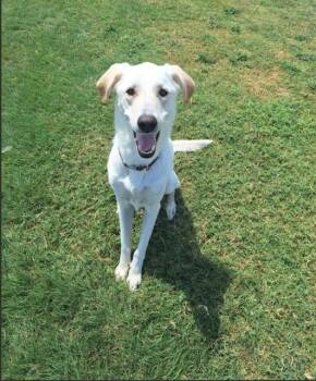 NELLIE -  Great Pyrenees and Mixed Breed Dog for Adoption in Killeen, Texas - NELLIE | PetCurious