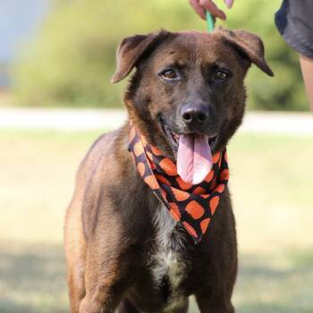 Kanela -  Labrador Retriever Dog for Adoption in Columbia, South Carolina - Kanela | PetCurious